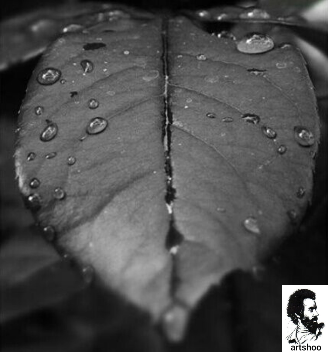 مدل سیاه قلم اورژینال آب